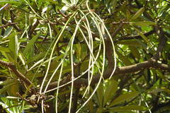 Alstonia scholaris